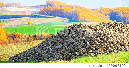 秋の北海道美瑛町の風物詩である丘の畑に山積みされたビートのある風景 129007105