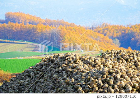 秋の北海道美瑛町の風物詩である丘の畑に山積みされたビートのある風景 秋の北海道美瑛町の風物詩である丘の畑に山積みされたビートのある風景 129007110