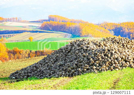 秋の北海道美瑛町の風物詩である丘の畑に山積みされたビートのある風景 129007111