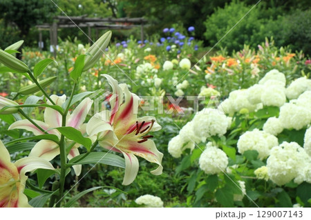 初夏の花が咲き誇る福岡筥崎宮の花庭園の風景 129007143