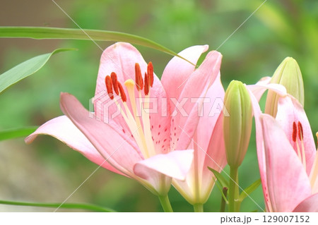 可愛らしいピンクのユリの花 可愛らしいピンクのユリの花 129007152