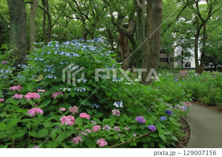梅雨の時期の福岡筥崎宮のあじさい苑の美しい風景 梅雨の時期の福岡筥崎宮のあじさい苑の美しい風景 129007156
