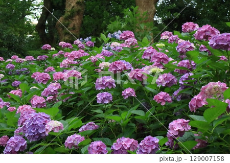福岡筥崎宮のあじさい苑の満開の紫陽花の景色 福岡筥崎宮のあじさい苑の満開の紫陽花の景色 129007158