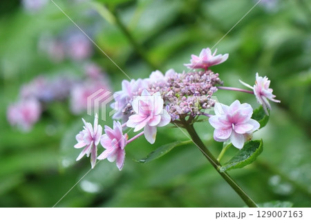 ピンク色のアジサイの花のクローズアップ ピンク色のアジサイの花のクローズアップ 129007163