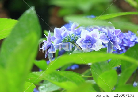 葉の間から覗いた紫陽花の花の眺め 葉の間から覗いた紫陽花の花の眺め 129007173