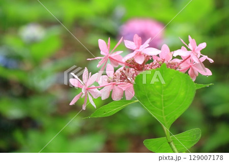 可愛らしいピンク色のアジサイの小花 可愛らしいピンク色のアジサイの小花 129007178