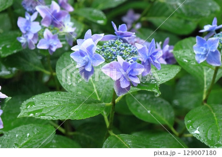 雨に濡れながらしっとりと咲く紫陽花の花 雨に濡れながらしっとりと咲く紫陽花の花 129007180