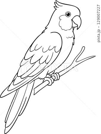 Parrot on a Branch Coloring Page Illustration Parrot on a Branch Coloring Page Illustration 129007227