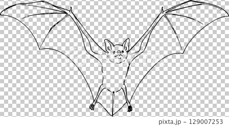 Flying Bat Nocturnal Animal Coloring Sheet Flying Bat Nocturnal Animal Coloring Sheet 129007253