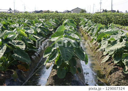 水田転作のサトイモ畑 水田転作のサトイモ畑 129007324