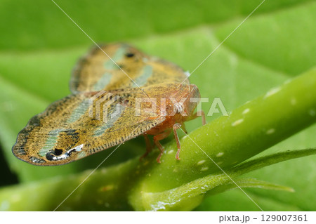 ベッコウハゴロモ 129007361