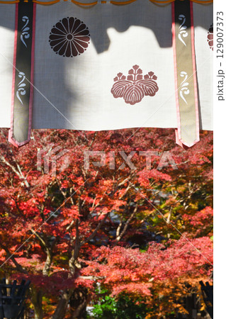 鎌倉 覚園寺の美しい紅葉(神奈川県鎌倉市) 鎌倉 覚園寺の美しい紅葉(神奈川県鎌倉市) 129007373