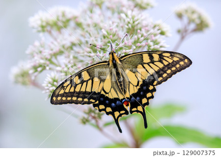 北海道栗山町、吸蜜するキアゲハ【7月】 北海道栗山町、吸蜜するキアゲハ【7月】 129007375