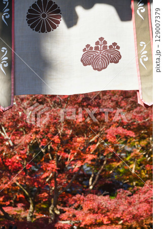 鎌倉 覚園寺の美しい紅葉(神奈川県鎌倉市) 鎌倉 覚園寺の美しい紅葉(神奈川県鎌倉市) 129007379