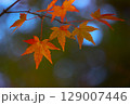 日本の秋の風景　紅葉 129007446