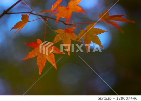 日本の秋の風景　紅葉 129007446