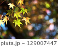 日本の秋の風景　紅葉 129007447