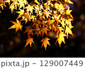 日本の秋の風景　紅葉 129007449
