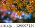 日本の秋の風景　紅葉 129007450