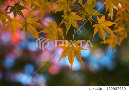 日本の秋の風景 紅葉 日本の秋の風景 紅葉 129007450
