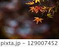 日本の秋の風景　紅葉 129007452