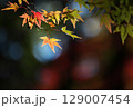 日本の秋の風景　紅葉 129007454