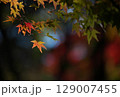 日本の秋の風景　紅葉 129007455
