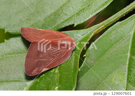 チュウゴクアミガサハゴロモ チュウゴクアミガサハゴロモ 129007601