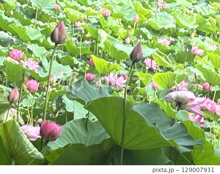 池に群生する蓮の花 129007931