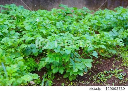 Potato plants growing in the garden Potato plants growing in the garden 129008380
