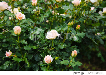 Beautiful roses in full bloom at the Japan Rose Garden. Beautiful roses in full bloom at the Japan Rose Garden. 129008409