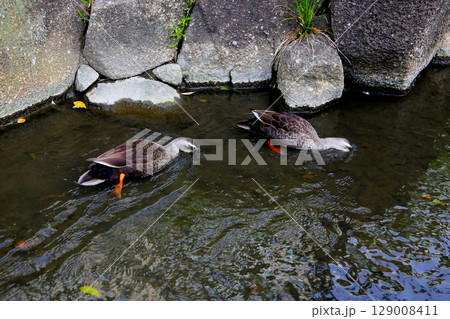 Eastern Spot-billed Duck in Komatsugawa Sakaigawa Water Park in Tokyo, Japan Eastern Spot-billed Duck in Komatsugawa Sakaigawa Water Park in Tokyo, Japan 129008411