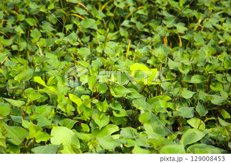 Houttuynia cordata plant, Houttuynia cordata Thunb. Houttuynia cordata plant, Houttuynia cordata Thunb. 129008453