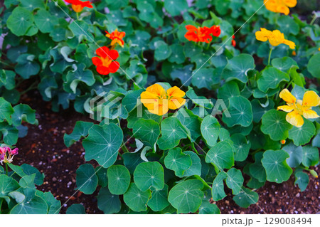 Nasturtium plant, flower with green leaves 129008494