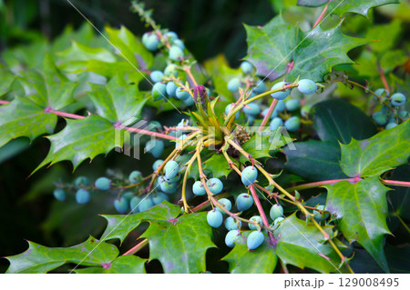 Japanese Mahonia (Berberis japonica) with fruits 129008495