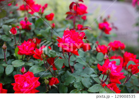 A beautiful rose bush in a public park in Japan A beautiful rose bush in a public park in Japan 129008535