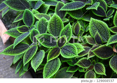 Pilea involucrata Moon Valley, Black and green leaves Pilea involucrata Moon Valley, Black and green leaves 129008537
