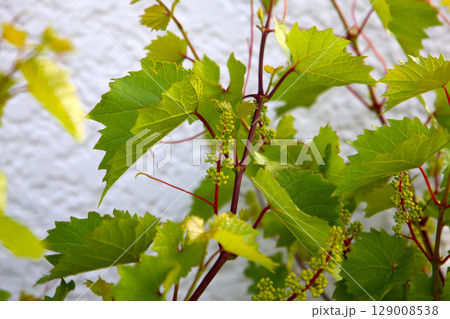 Grape vine with branches, leaves, and young fruit Grape vine with branches, leaves, and young fruit 129008538