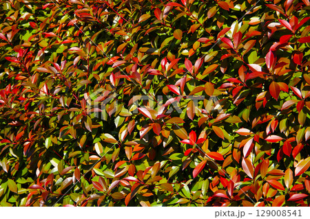 Red Tip Photinia tree, red leaves Red Tip Photinia tree, red leaves 129008541