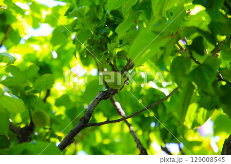 Prunus mume fruits on tree 129008545