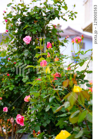 A beautiful rose bush in a public park in Japan A beautiful rose bush in a public park in Japan 129008563