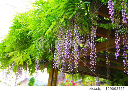Cascading clusters of purple wisteria flowers hanging gracefully from a wooden trellis 129008565