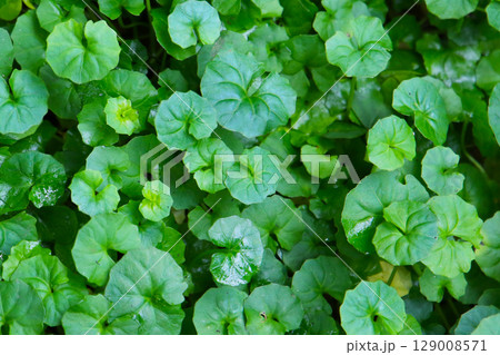 Viola hederacea or Viola Banksii 129008571