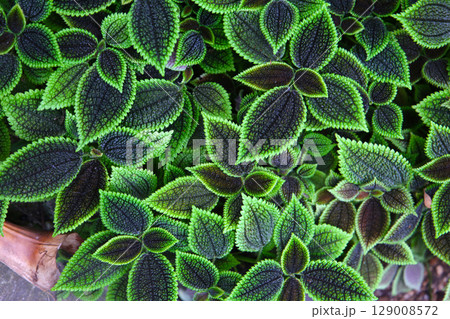 Pilea involucrata Moon Valley, Black and green leaves 129008572
