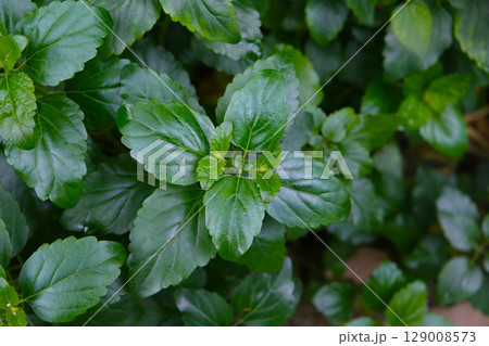Scutellaria longituba in Japanese garden 129008573