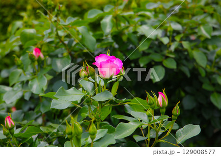 Beautiful roses in full bloom at the Japan Rose Garden. Beautiful roses in full bloom at the Japan Rose Garden. 129008577