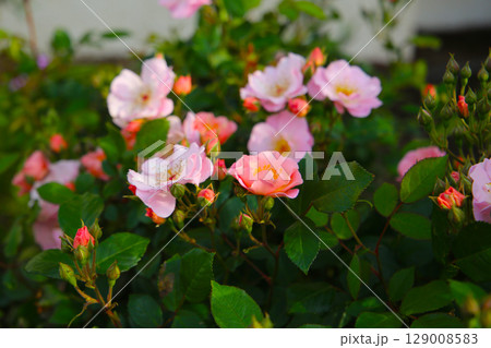 A beautiful rose bush in a public park in Japan A beautiful rose bush in a public park in Japan 129008583