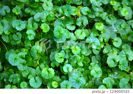 Viola hederacea or Viola Banksii Viola hederacea or Viola Banksii 129008585
