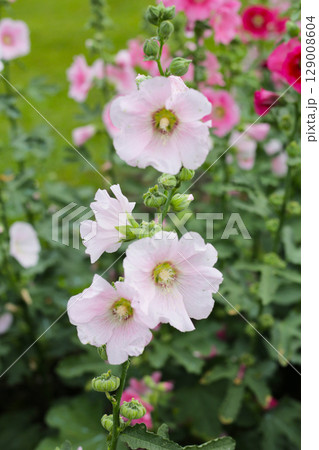 Beautiful hollyhock flower in the park Beautiful hollyhock flower in the park 129008604