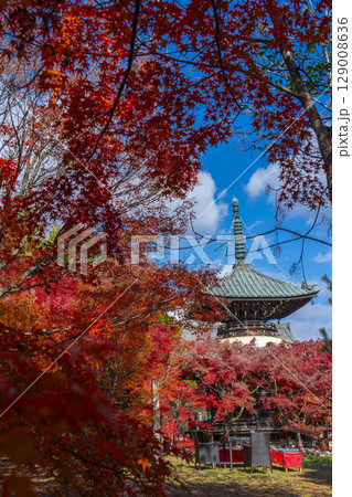 秋の京都　清凉寺（嵯峨釈迦堂）　紅葉と多宝塔 129008636